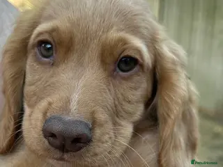 Cocker Spaniel dogs Last Boy Chester Ready to Re home Cockers - Advert 8