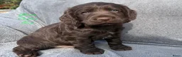 Cocker Spaniel dogs for sale: Gorgeous KC reg Cocker Spaniel pups (working type) - Advert 3