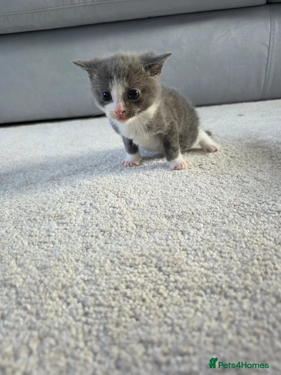 Mixed Breed cats for sale: Kittens for sale in Dunfermline - Advert 2