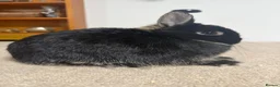 Netherland Dwarf rabbits for sale: Vaccinated Black Otter Netherland Doe ready to go - Advert 2