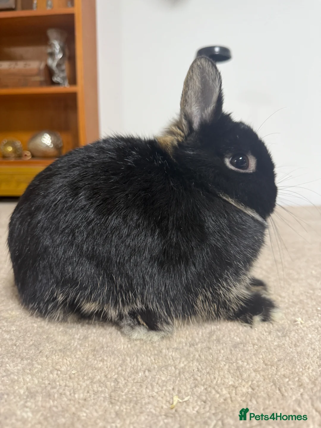 Netherland Dwarf rabbits for sale: Vaccinated Black Otter Netherland Doe ready to go - Advert 2
