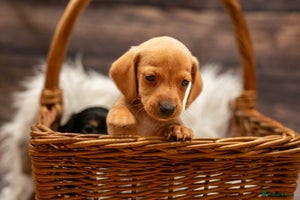 Miniature Dachshund dogs Beautiful puppies ready now - 4 left! - Advert 3