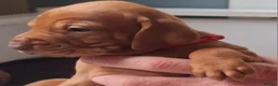 Hungarian Vizsla dogs for sale: Hungarian Vizsla puppies 2 boys and 6 girls. - Advert 4