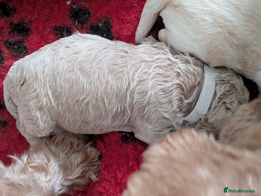 Westiepoo dogs for sale: Adorable Westie poo puppies for sale - Advert 5