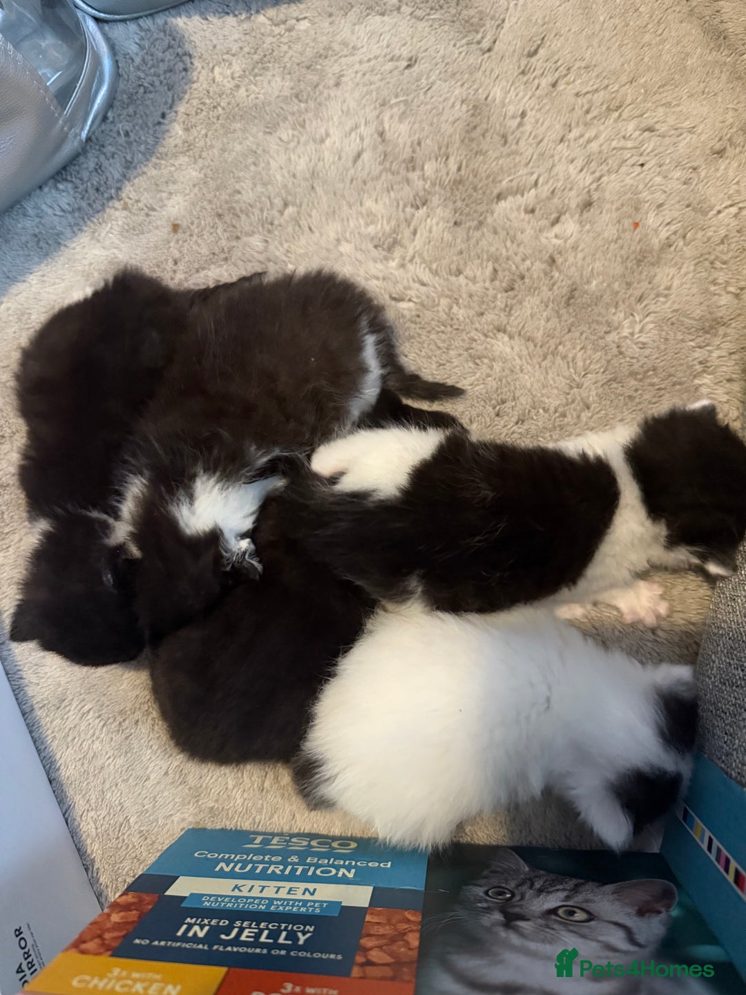 Mixed Breed cats for sale: Mixed breed kittens  - Image 10