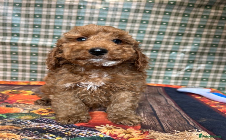 Cockapoo dogs - Advert 2