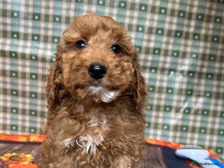 Cockapoo dogs - Advert 17