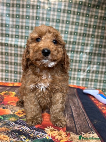 Cockapoo dogs - Advert 2