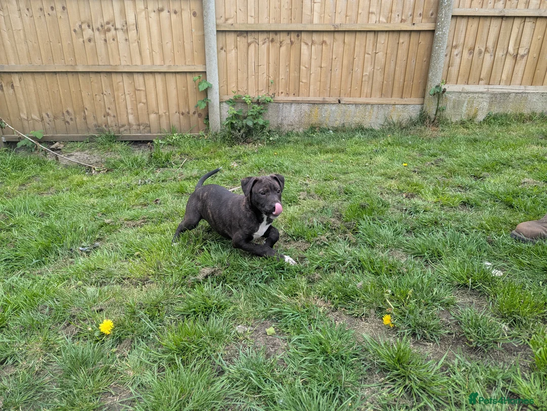 Lurcher dogs for sale: Female bull lurcher pup  - Advert 9