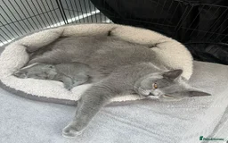 British Shorthair cats for sale: Beautiful Blue British Shorthair female cat QUEEN - Image 18