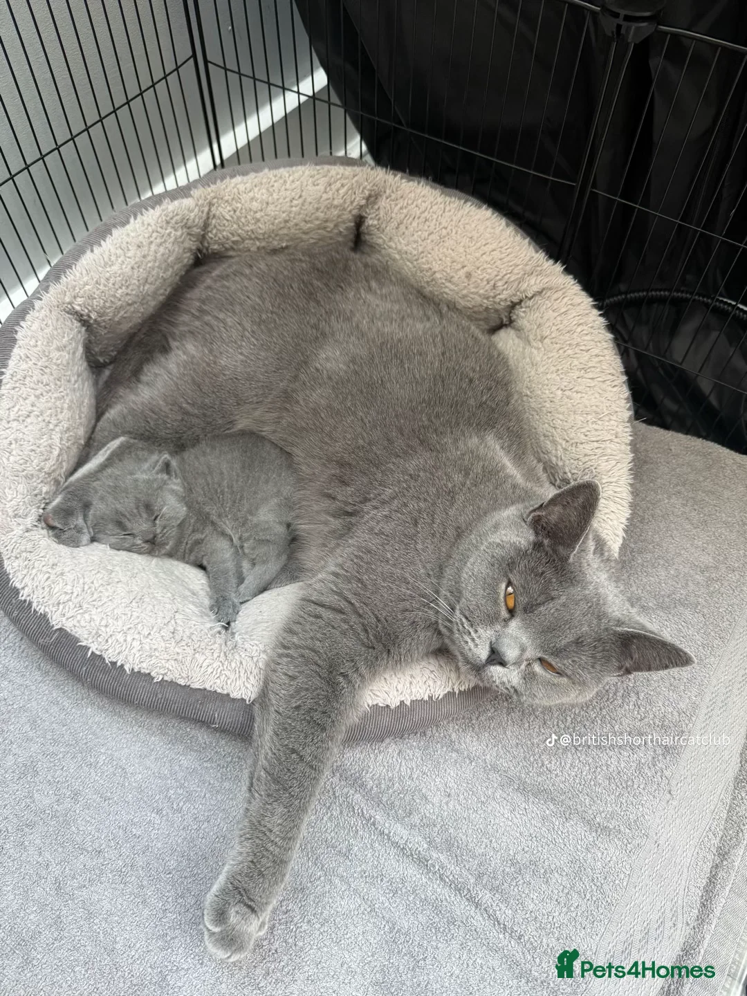 British Shorthair cats for sale: Beautiful Blue British Shorthair female cat QUEEN - Image 18