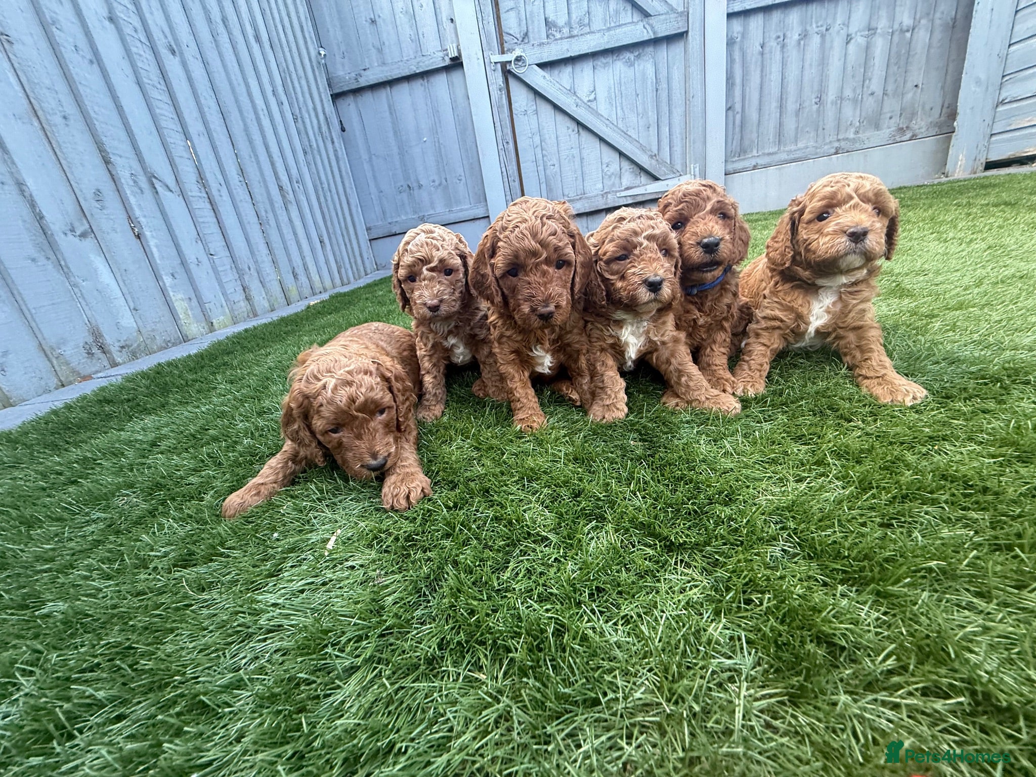 Cockapoo dogs Stunning Red & Apricot Cockapoo  (F1b) DNA Tested - Advert 1