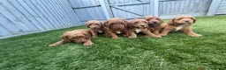 Cockapoo dogs for sale: Stunning Red & Apricot Cockapoo  (F1b) DNA Tested in Redditch - Advert 1