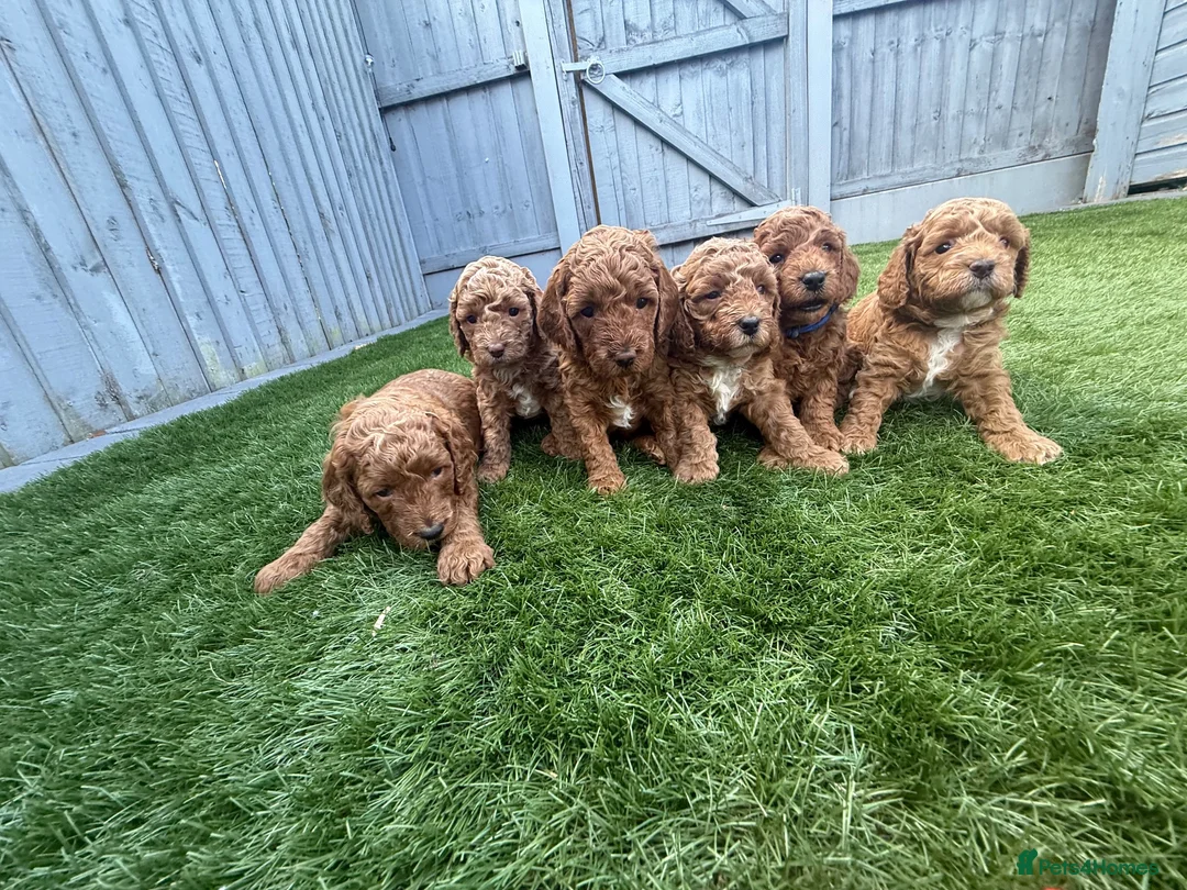 Cockapoo dogs for sale: Stunning Red & Apricot Cockapoo  (F1b) DNA Tested in Redditch - Advert 1