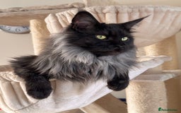 Maine Coon cats for sale: 3 year old (still growing) male for sale - Image 6