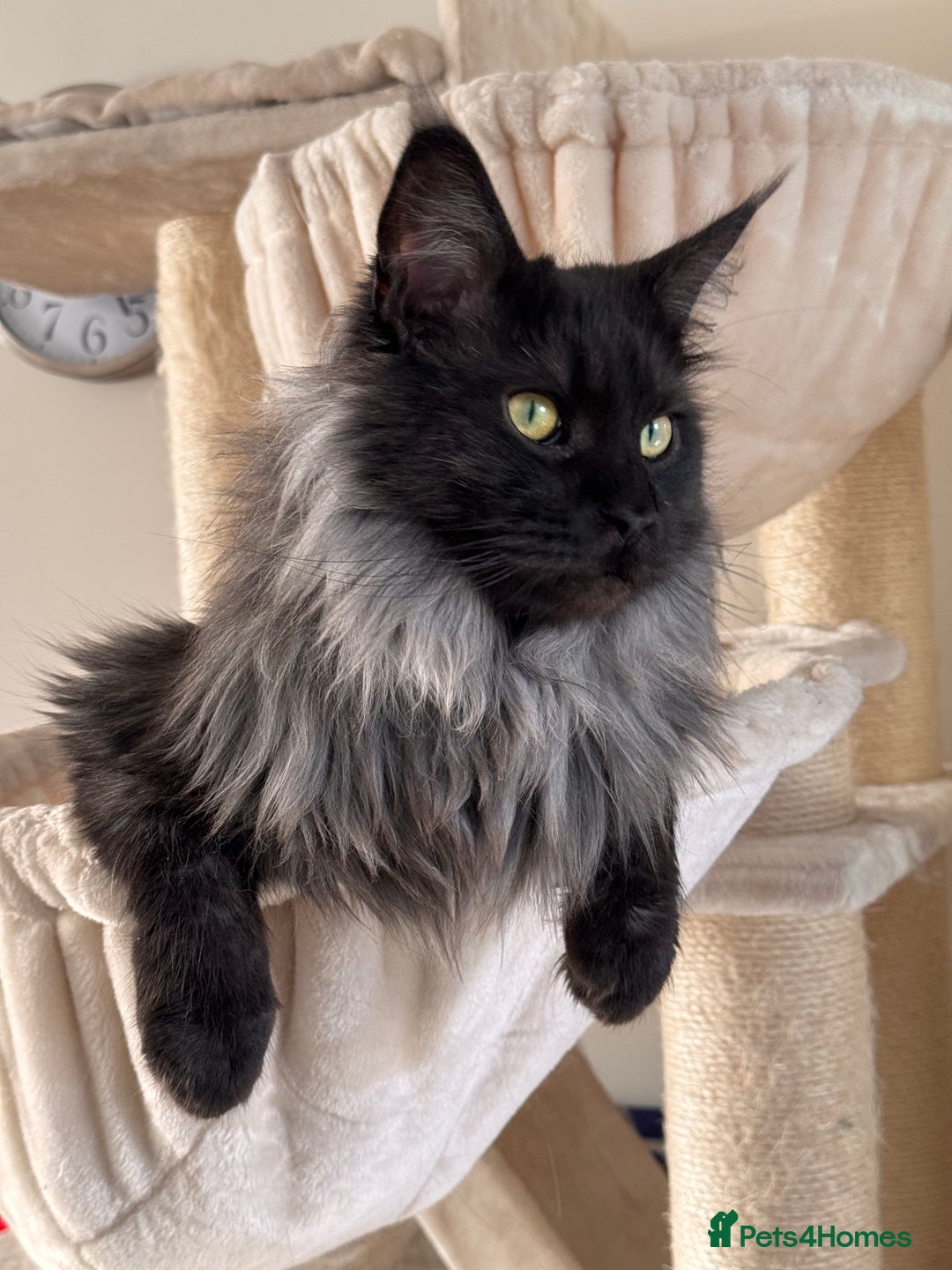 Maine Coon cats for sale: 3 year old (still growing) male for sale - Image 6