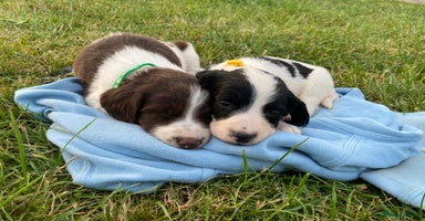 English Springer Spaniel dogs - Advert 9