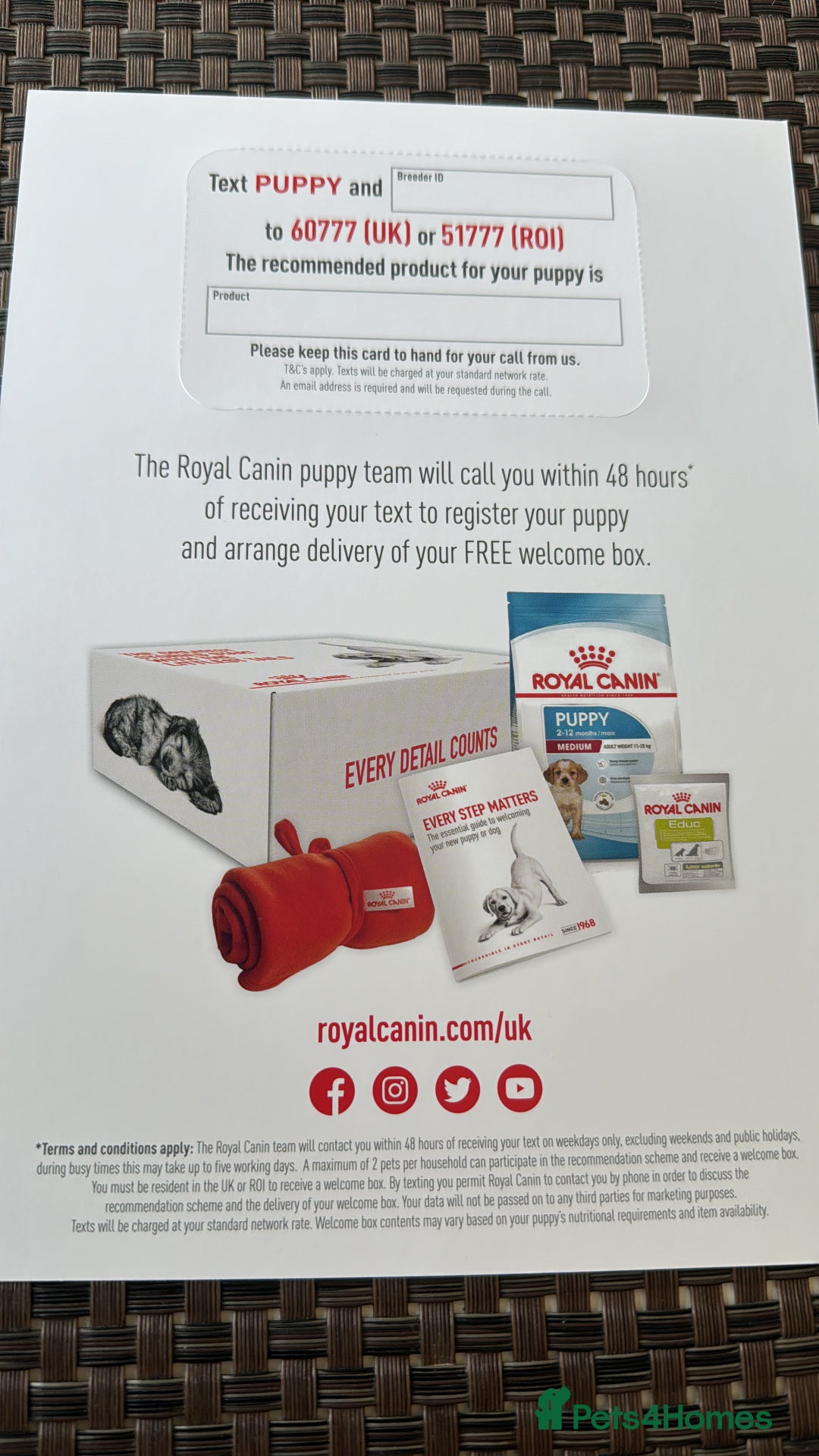 Cavapoo dogs for sale: F1b Cavapoo puppies  - Advert 12