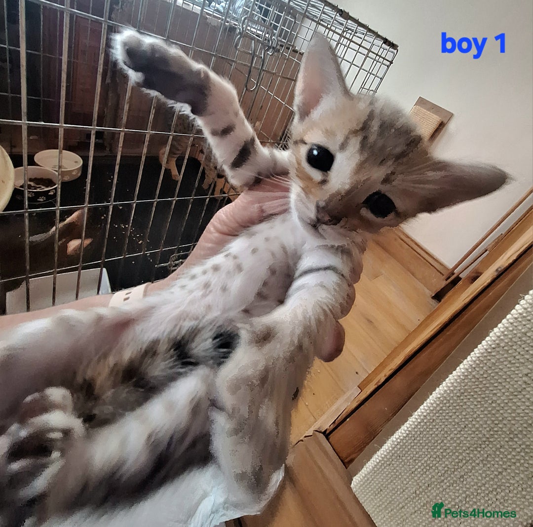 Savannah cats for sale: Savannah SBTF6 cubs with Serval traits stunning - Advert 7