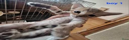 Savannah cats for sale: REDUCED! Savannah SBTF6 cubs with Serval traits - Advert 11