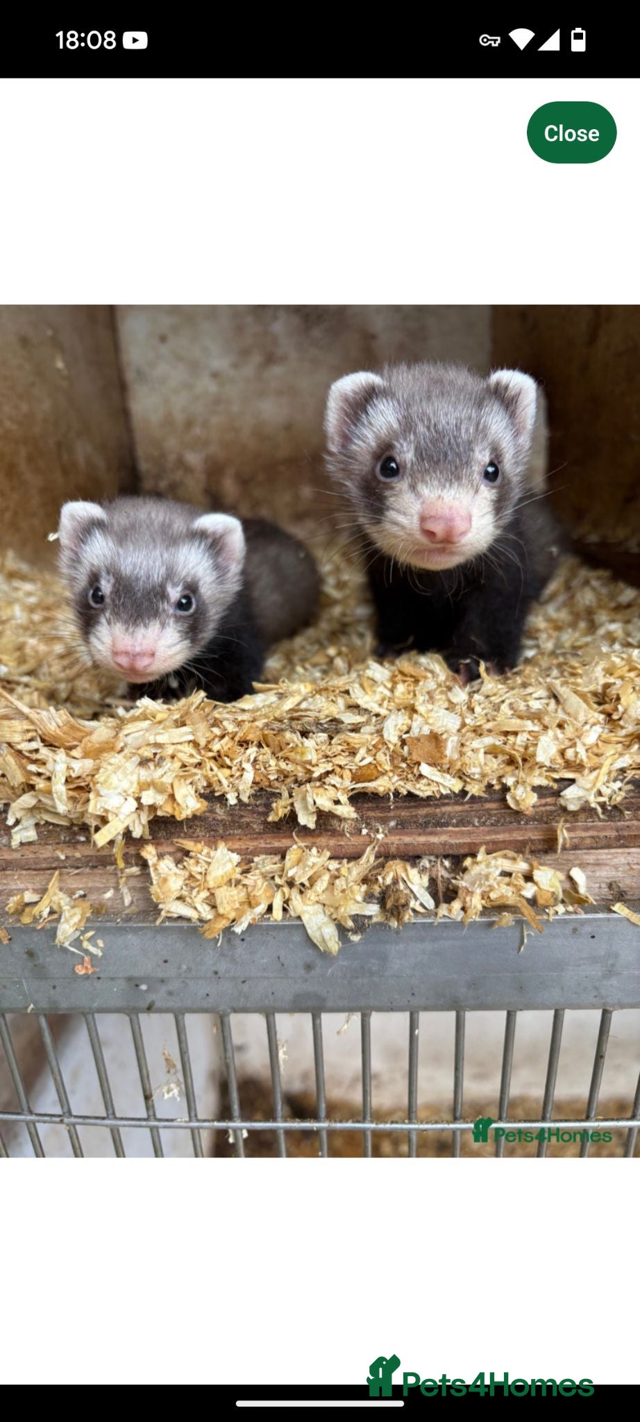 Ferret rodents Pair of Gills, tame sisters and full setup  - Advert 9