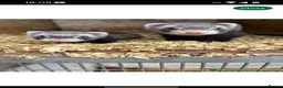 Ferret rodents for sale: Pair of Gills, tame sisters and full setup  - Advert 1