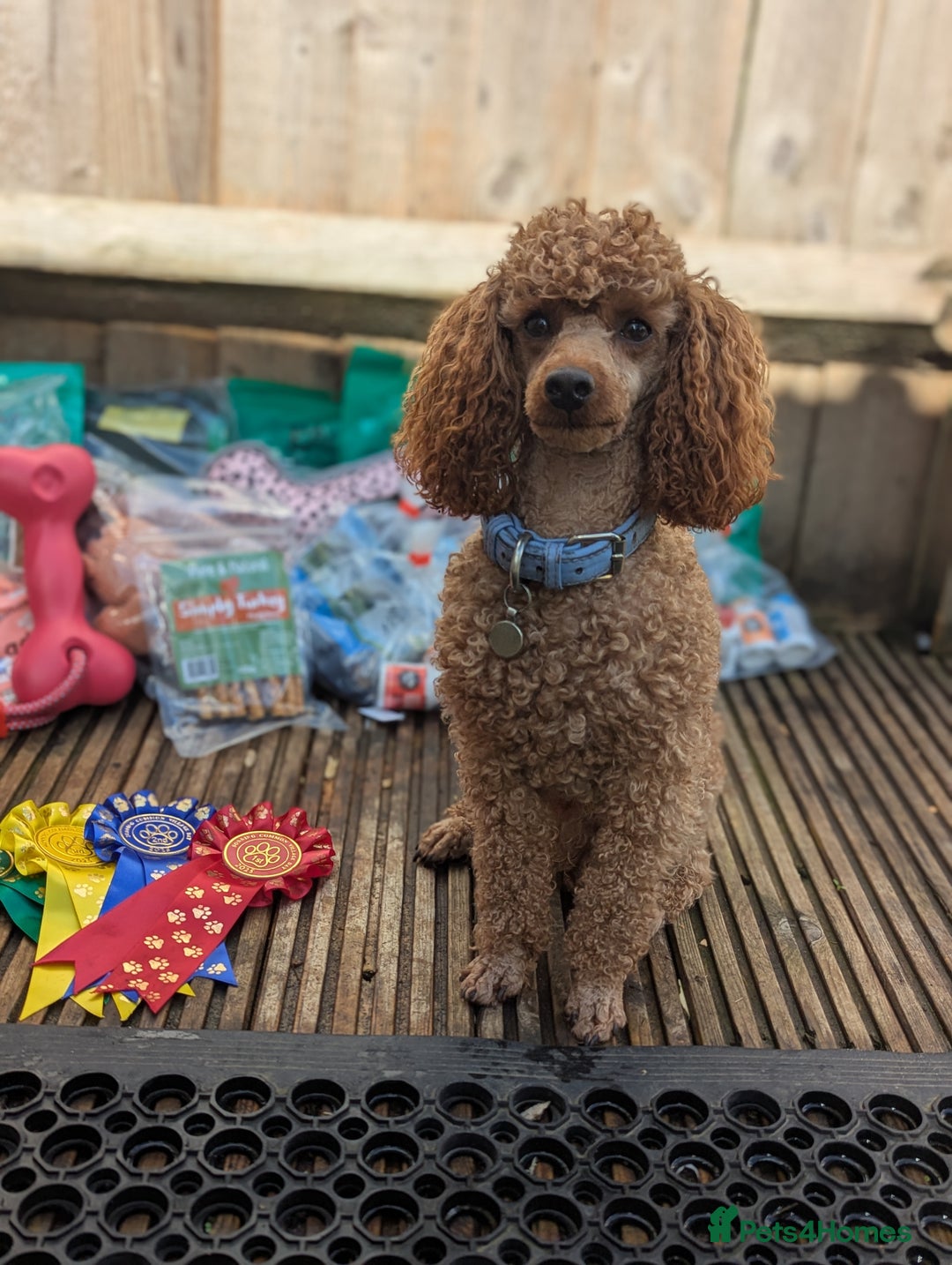 Miniature Poodle dogs for sale: Prestine pedigree poodles - Advert 7