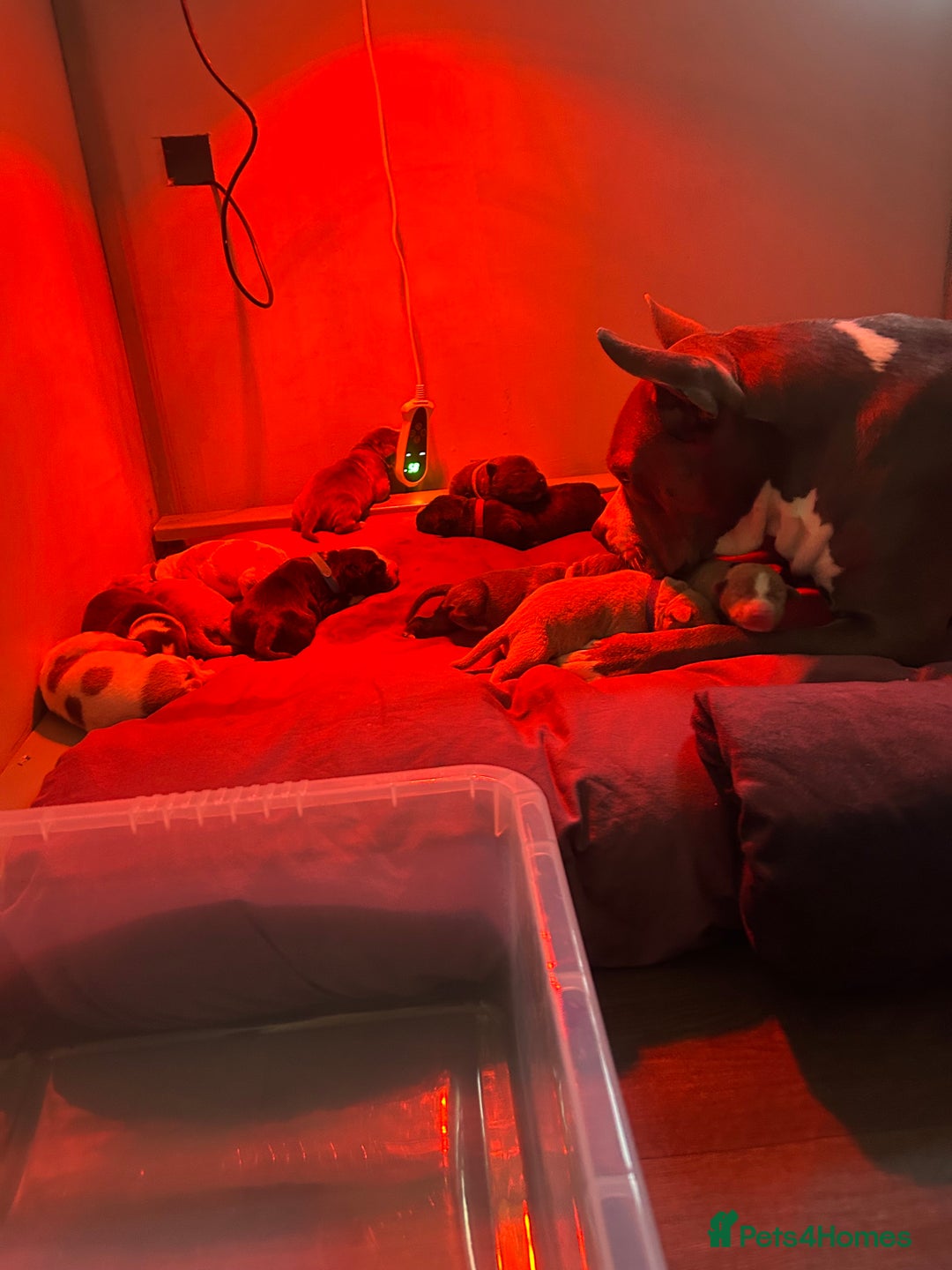 Mixed Breed dogs for sale: American staff mix  - Advert 12