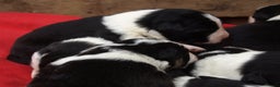 Border Collie dogs for sale: Border Collie puppies  - Advert 7