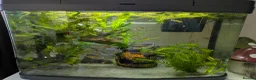 Other/Mixed Breed fish for sale: Fish Tank with Fish - Advert 1