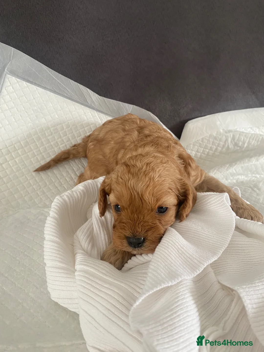 Cavapoo dogs for sale: Cavapoo pupies🐶 - Advert 10
