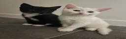 Mixed Breed cats for sale: Adorable litter of kittens  - Advert 24
