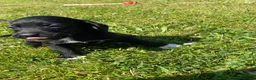 Bocker dogs for sale: Beautiful Beagle x cocker spaniel puppies  - Advert 11