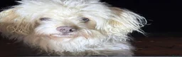 Bichon Frise dogs for adoption: WALLACE 🌟 a Sensitive boy for a Safe, Loving Home in Nottingham - Advert 31