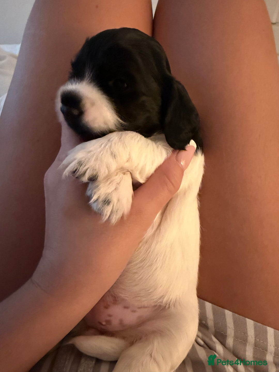 Cocker Spaniel dogs for sale: Cocker Spaniel Puppies ✨ - Advert 5