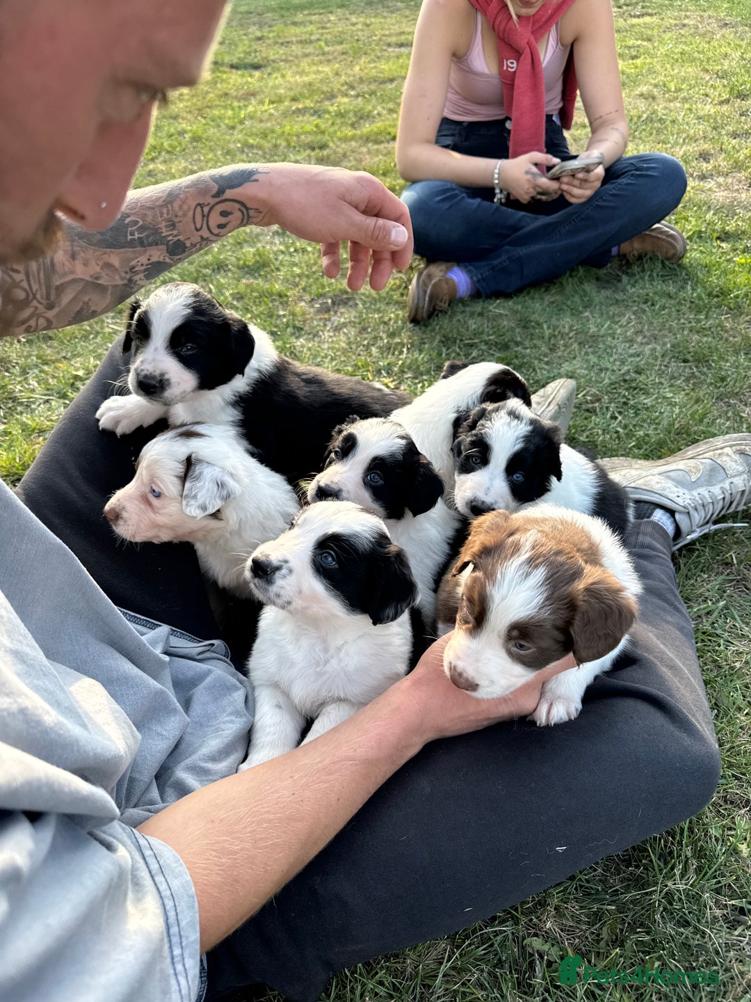 Sprollie dogs for sale: 7 Sprollie X Border Collie pups - Image 9