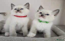 Ragdoll cats for sale: STUNNING GCCF CHAMPION SIRED KITTENS  - Image 4