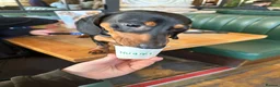 Miniature Dachshund dogs for sale: Nugget in Rowlands Gill - Advert 12