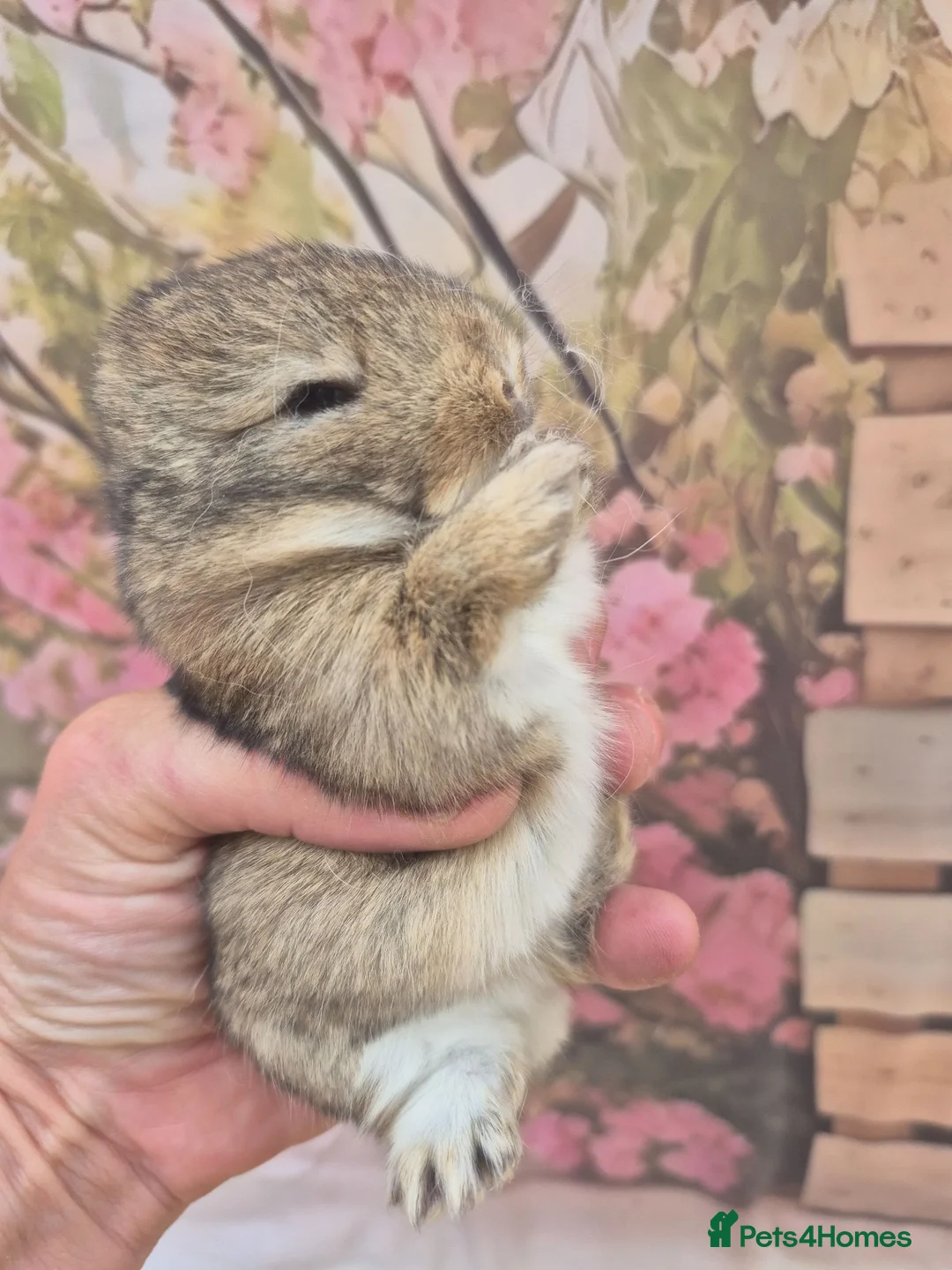 Netherland Dwarf rabbits for sale: Netherland dwarfs dwarf lops mini lops - Advert 2
