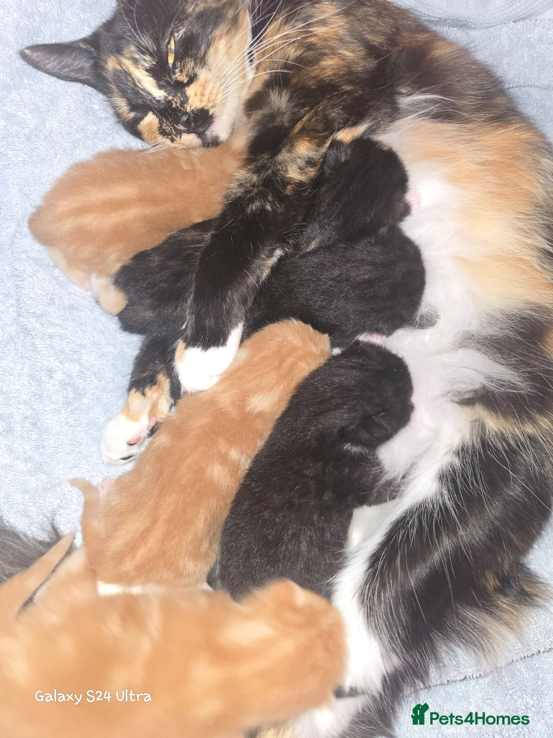 Mixed Breed cats for sale: Main coon cross kittens  - Advert 1