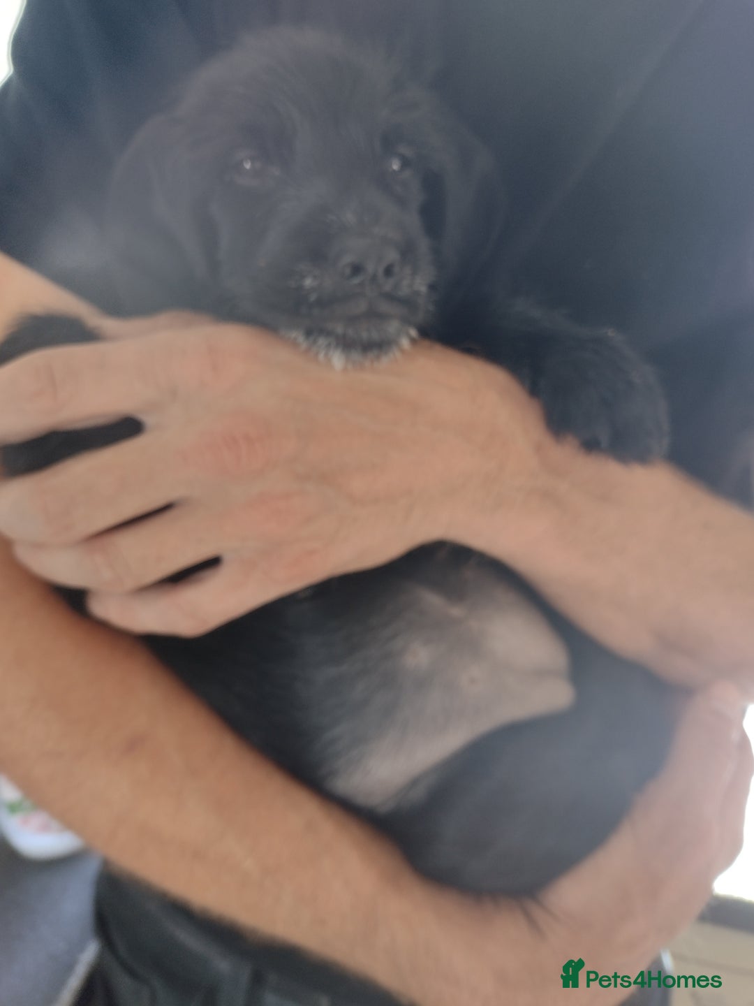 Mixed Breed dogs for sale: Sprocker x gwp - Image 7