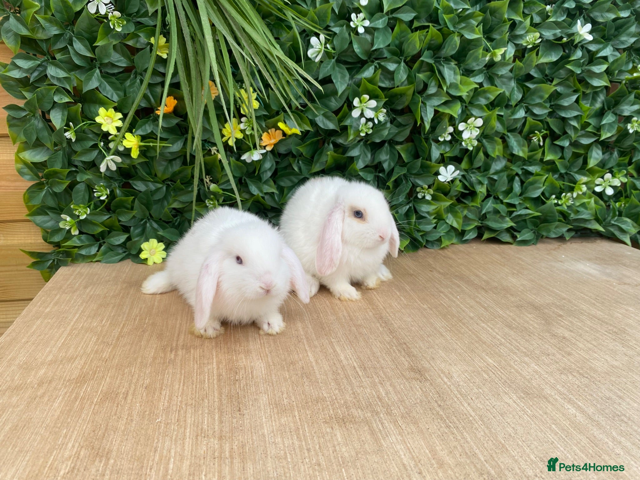 Mini Lop rabbits Mini lops boys ready now  - Advert 1