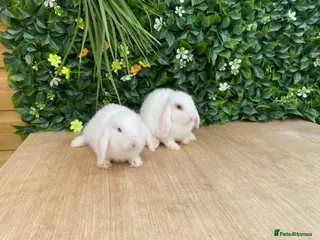 Mini Lop rabbits Mini lops boys ready now - Advert 1