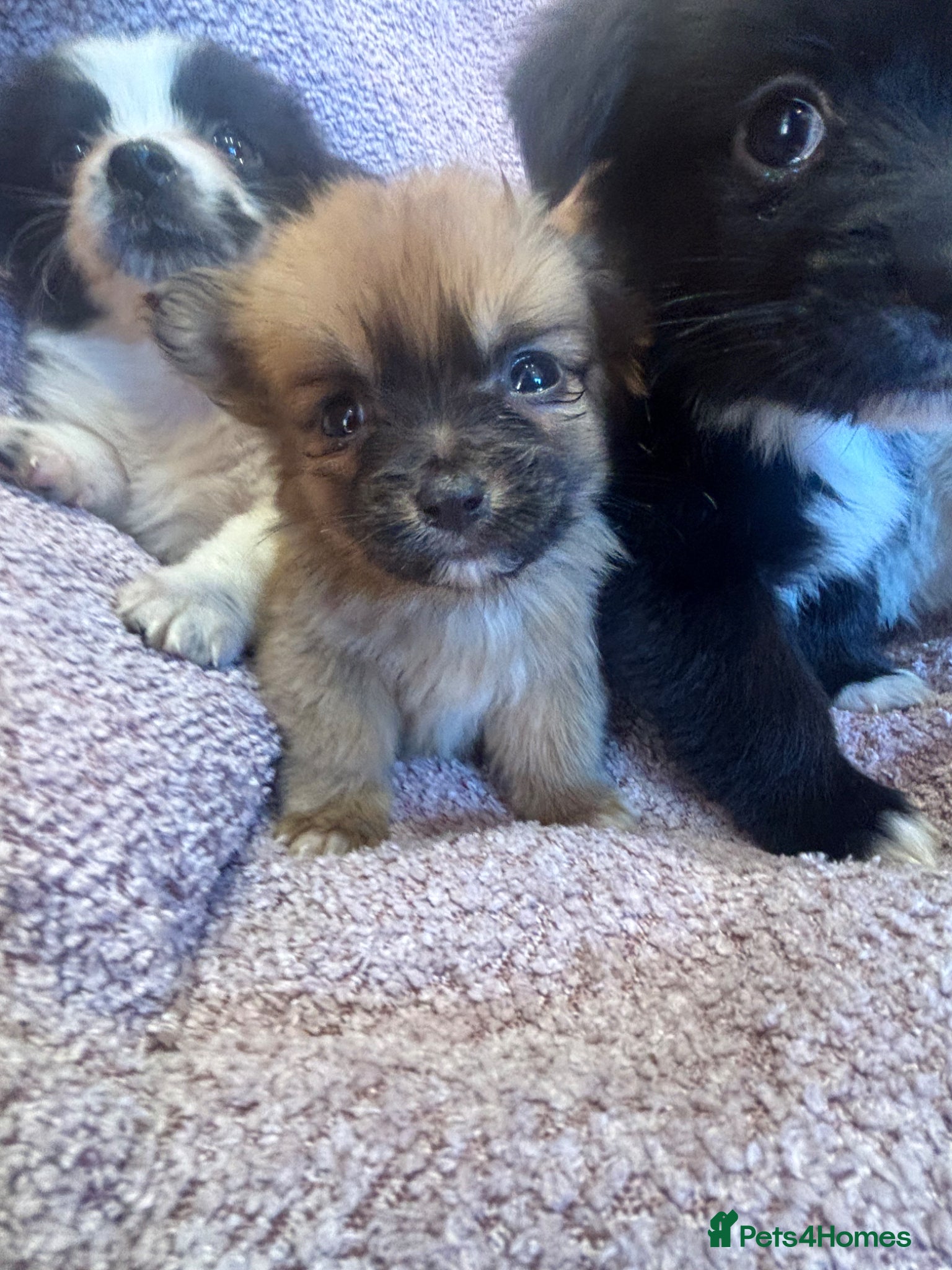Pomchi dogs Pomchi ❤️ 1 remaining ❤️ - Advert 2