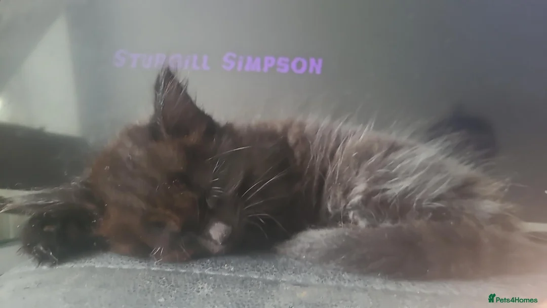 Mixed Breed cats for sale: Beautiful black kitten- friendly healthy boy - Advert 1