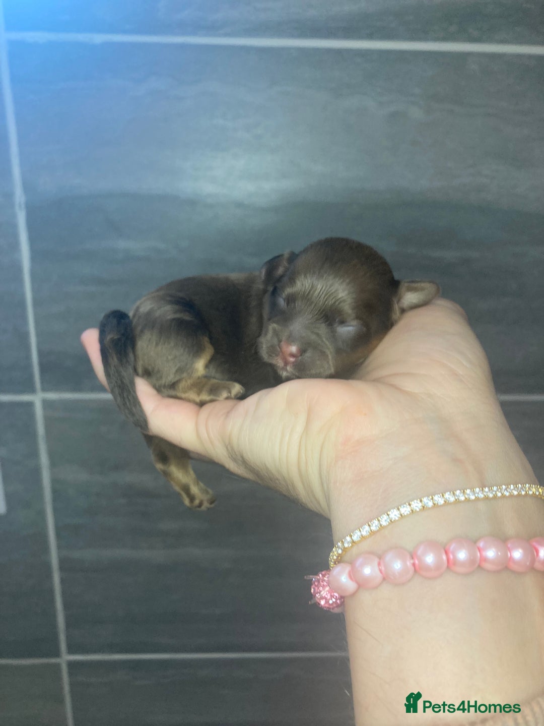 Shihpoo dogs for sale: Read the advert 5 star rated Toy shihpoo puppies - Image 19