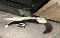 Mixed Breed cats for sale: Brother and sister  - Image 6
