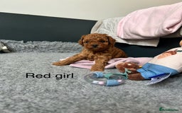 Toy Poodle dogs for sale: Tiny red toy poodles  - Image 4