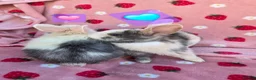 Mixed Breed rabbits for sale: plush mini lop bunnies ☆ 8 weeks ☆Ready Now - Advert 4