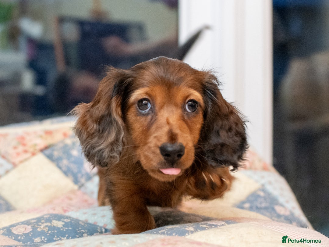 Miniature Dachshund dogs for sale:  Miniature Long-Haired Dachshund Puppies–Red Merle - Advert 27
